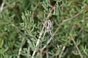 Argiope_trifasciata_D3247_Z_88_Valle Gran Rey_Spanje